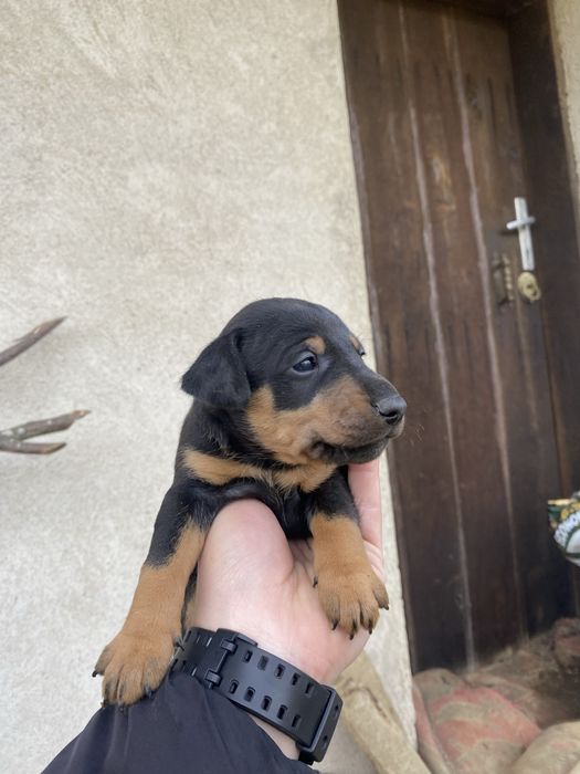 Ягдтериер кученца