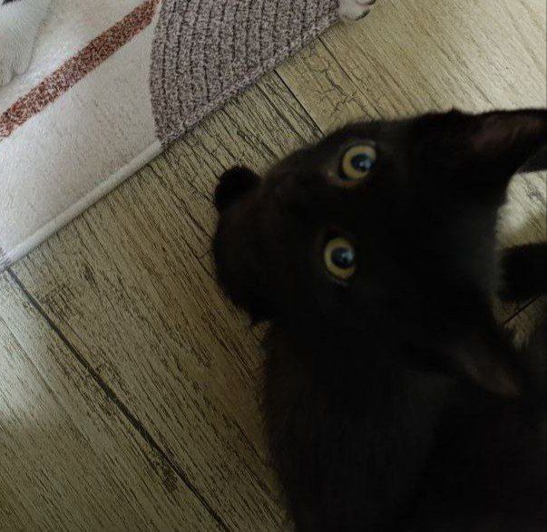 Котенок бесплатно