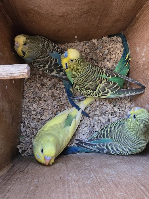 Perusi perusi perusi