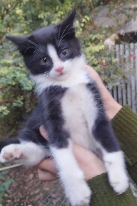 Кот, котенок в добрые руки. 3 мес. Чистый. Здоровый.