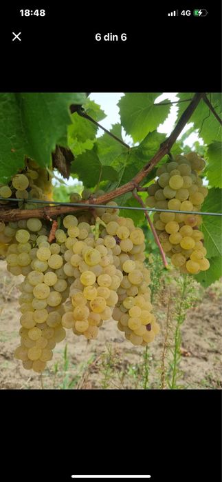 Vand struguri de vin orce soi disponibil