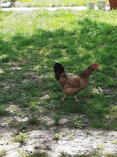 dorințe doresc păsări gen așa ca din poze