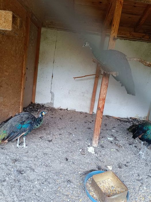 Зелени пауни 3 бр.