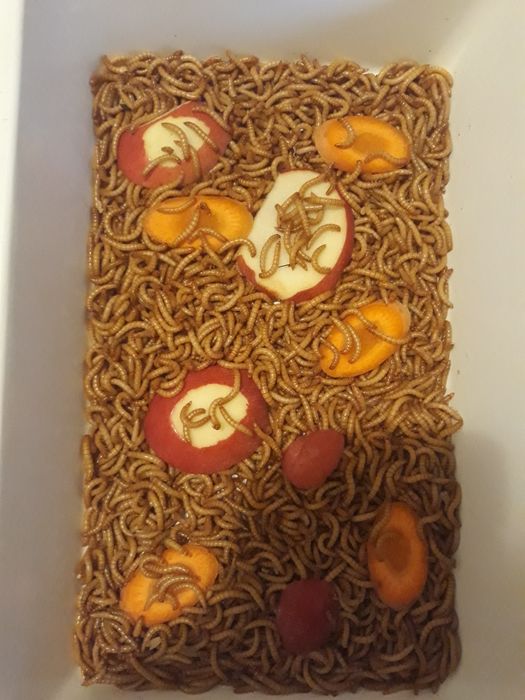 Vănd viermi de făină MEALWORMS.