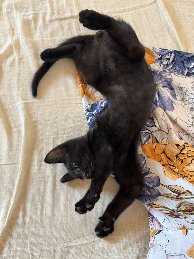 Котятя.