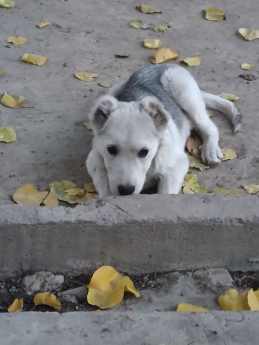 Yaxshi mexribon insonlarga bervoriladi kuchuk bola 3  4 oylik oʻgʻil