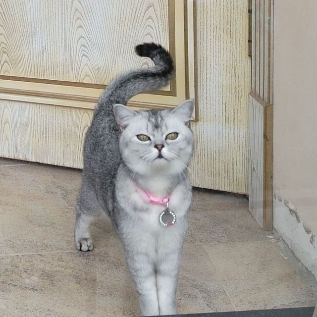 Sotiladi bron ochildi