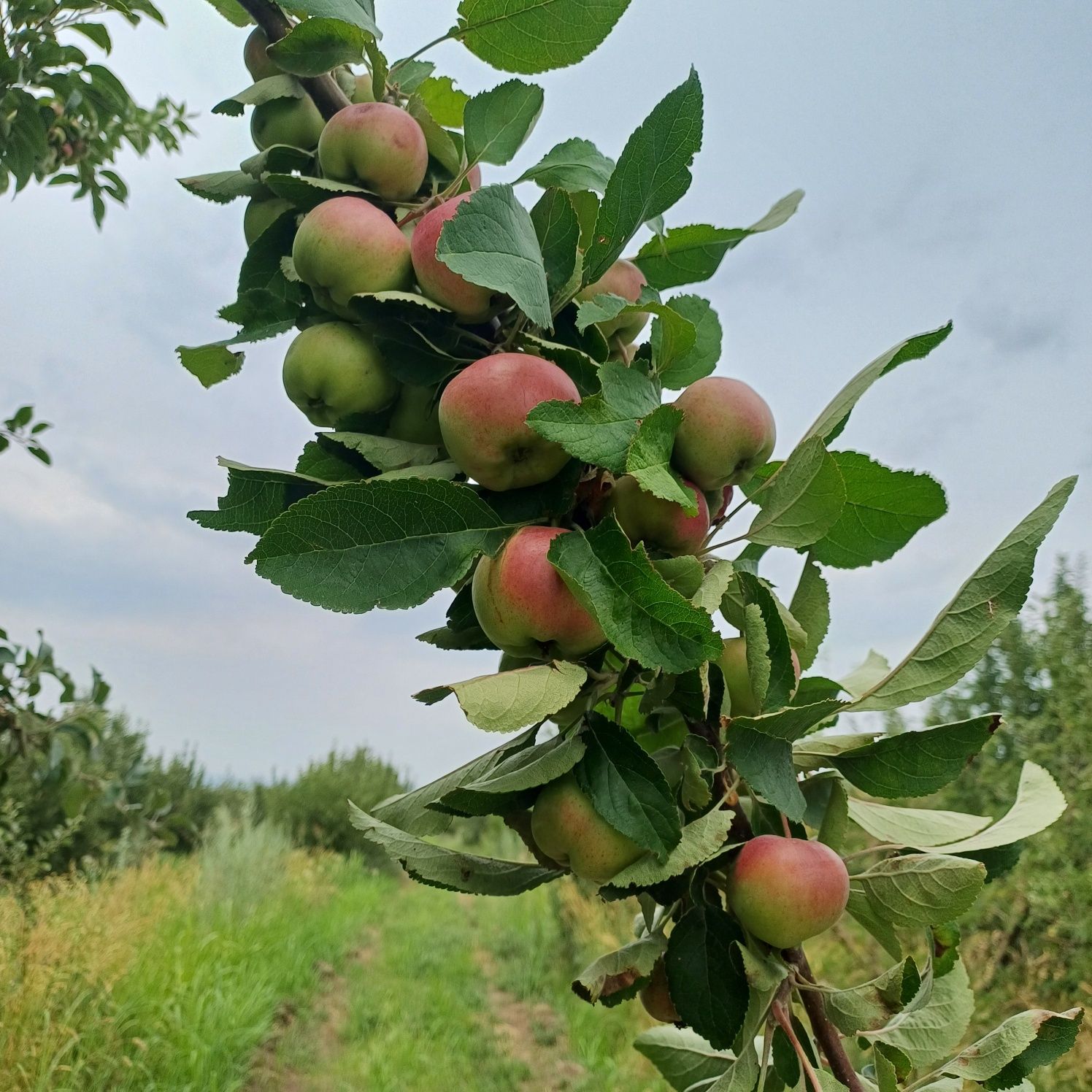 Продам яблоки летних сортов. Мельба,Монтет.