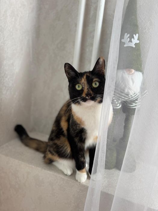 Кошка, в хорошие руки