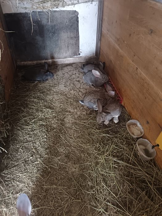 Iepurasi 10 sap rasă grea 100 ron buc