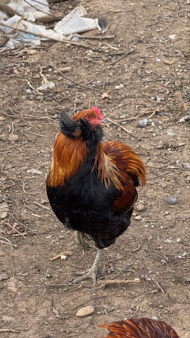 Cocos golden / gat auriu cu favoriti inelat 2025