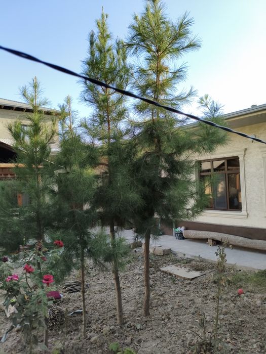 Сосна дерево двух-трёхлетний