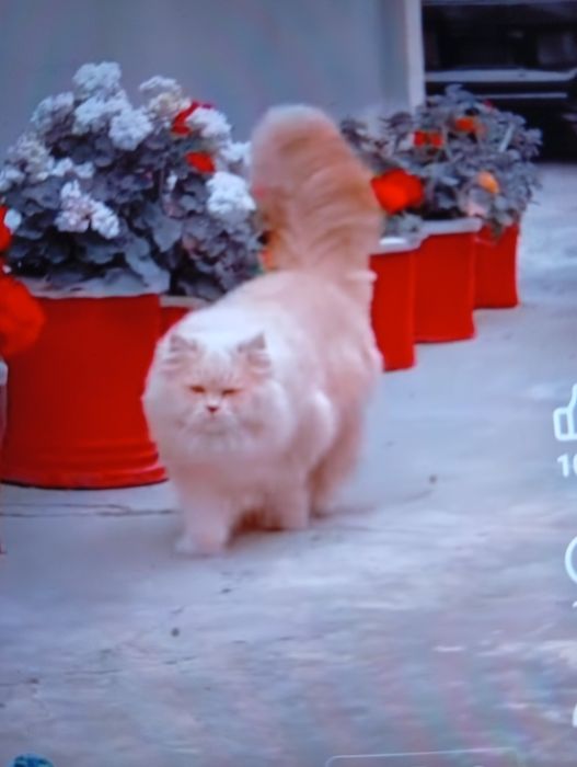 Vind motănel persan