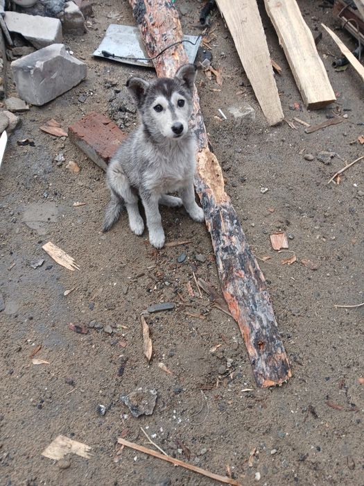 Отдам щенка девочка