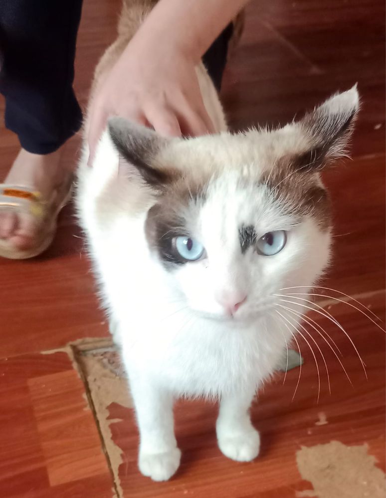 Отдам молодого котика