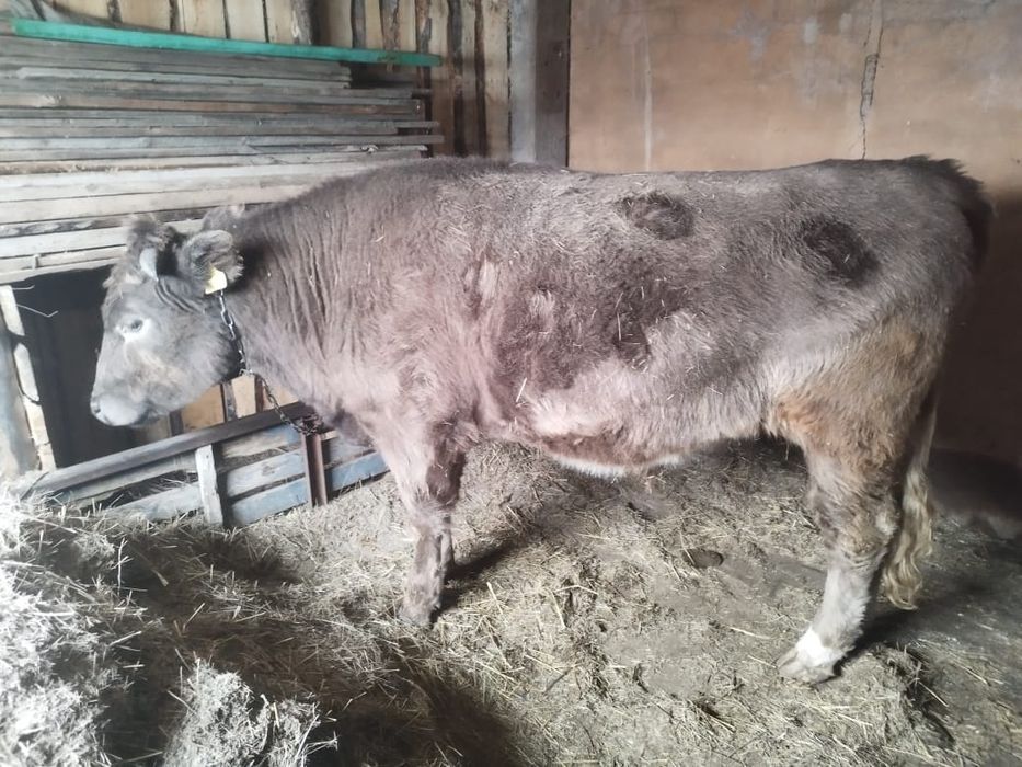 Продам бычка ( бычок выложенный )   1 год и 10 месяцев.  На откорме.