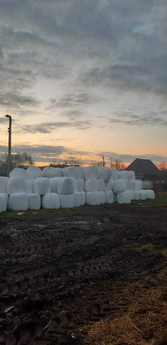 Baloți lucernă foliată.