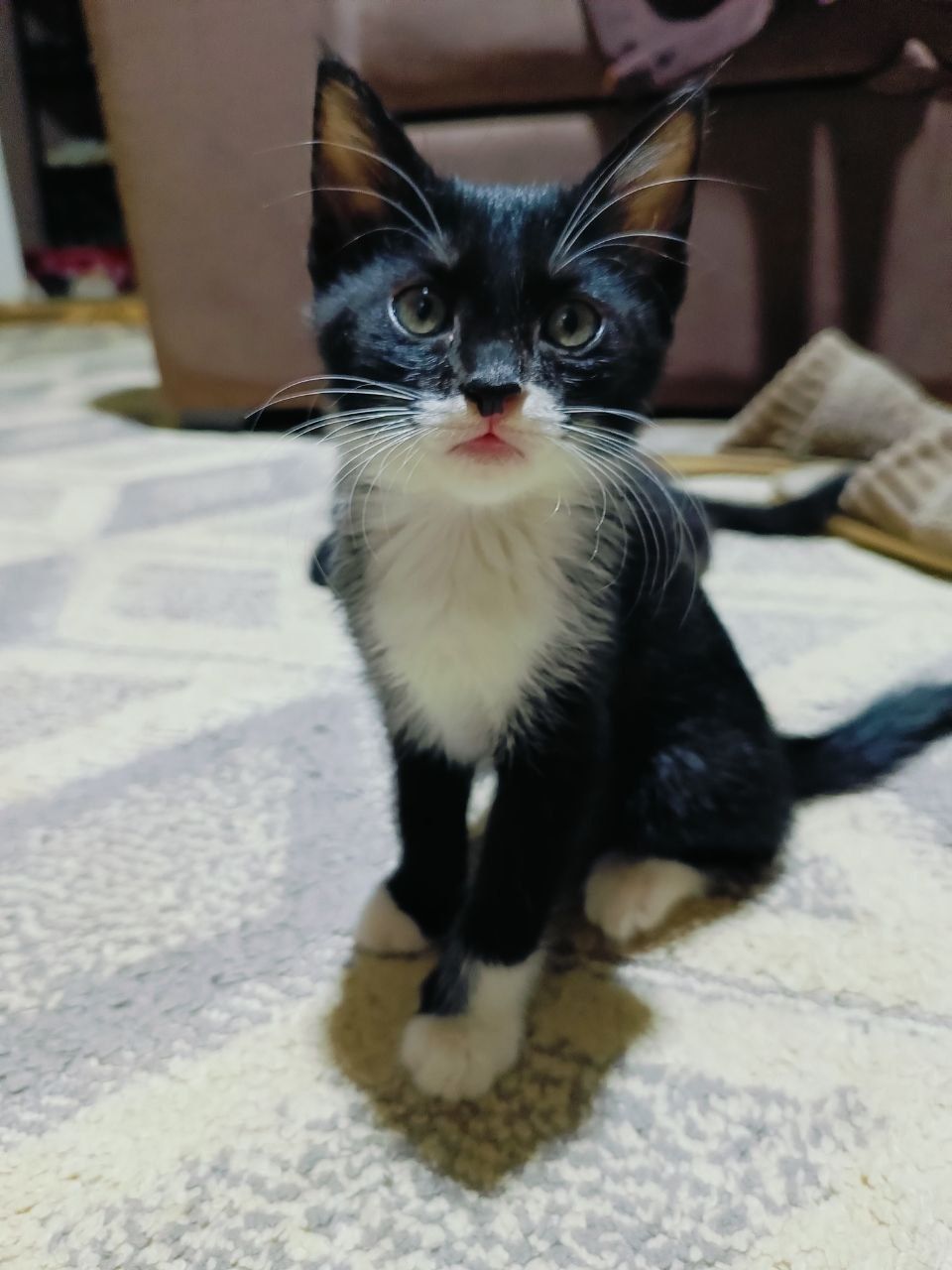 Котята бесплатно
