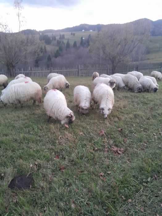 Vând 20 de oi bucalai bune de tinut