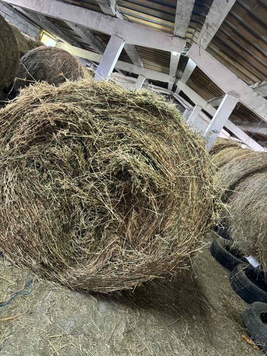 Vând Baloti de lucernă