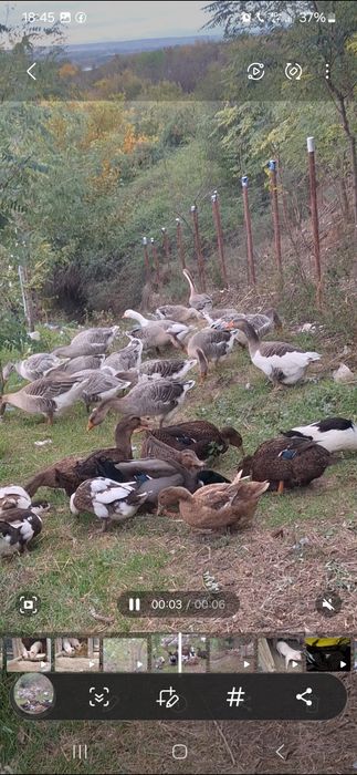 De vânzare gâscani Românești