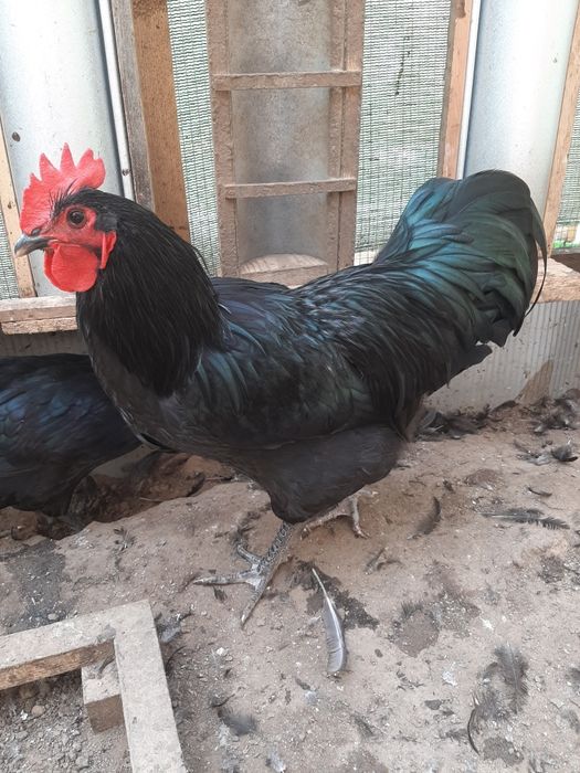 Vând cocoși de australorp nergu și unul albastru
In vârstă de 25 de să