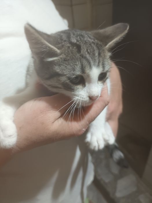 Donez 3 fetite frumoase