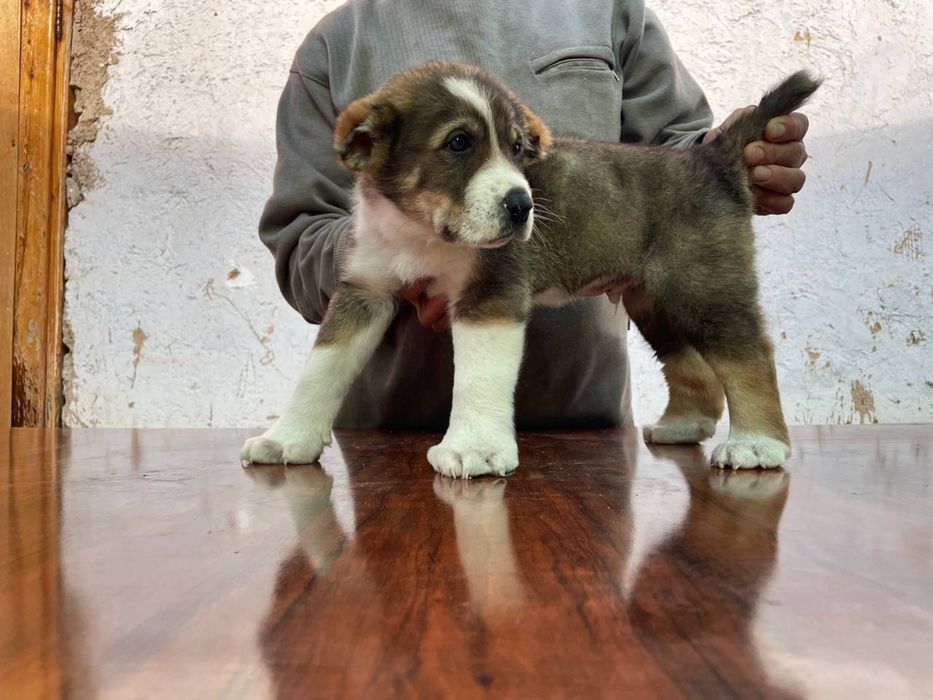 alabay 38 kunlik sotiladi