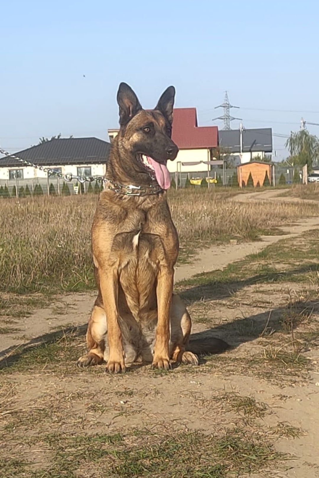 Vând cătea ciobănesc belgian malinois