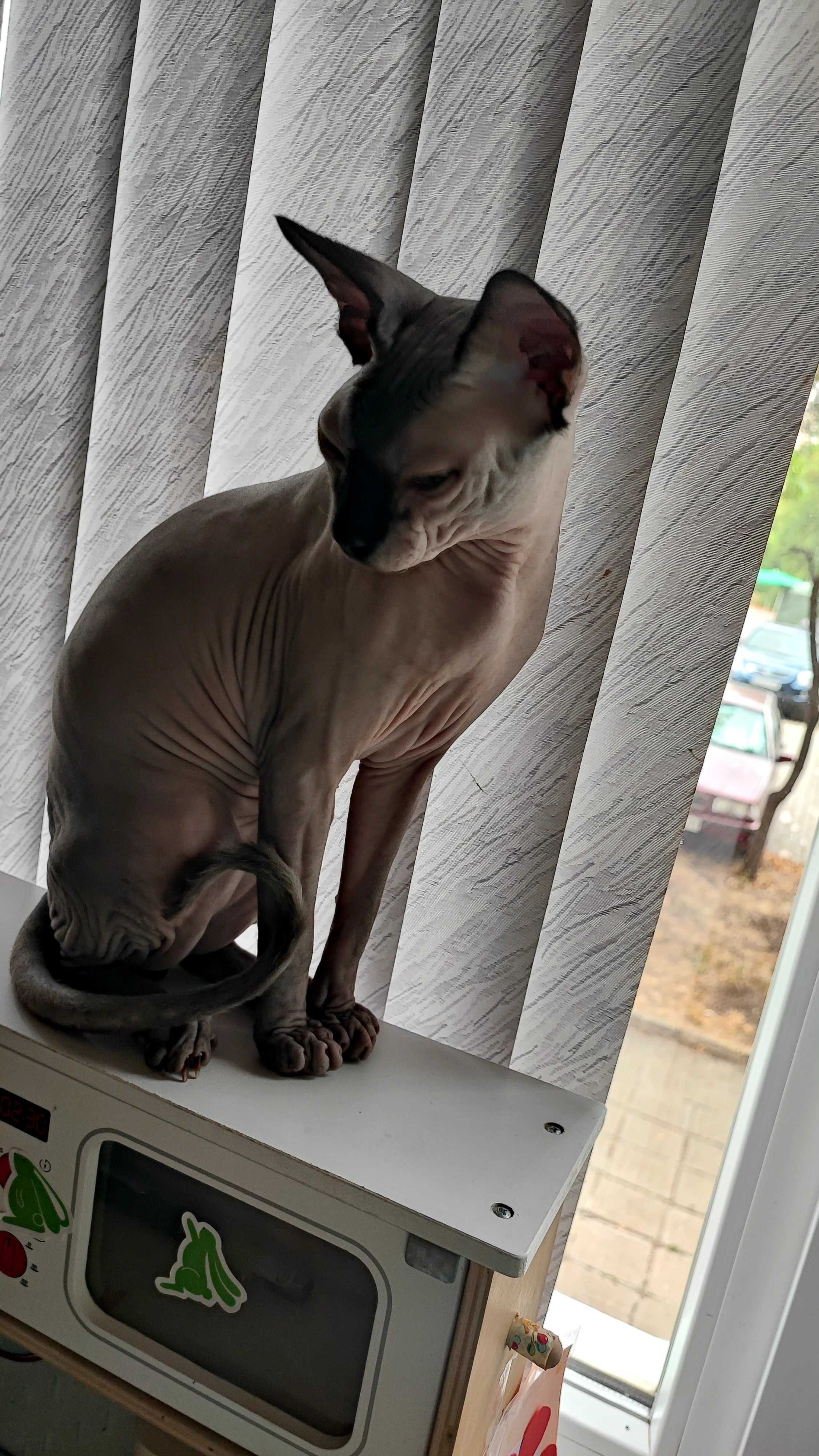 Коте канадски сфинкс