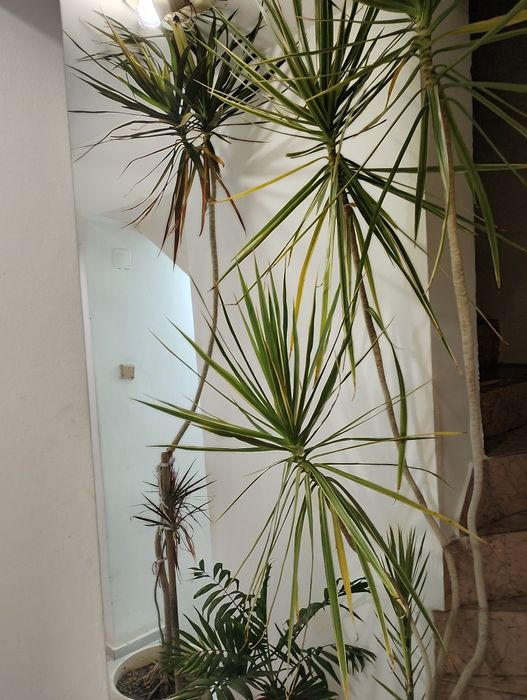 Продавам палми / цветя