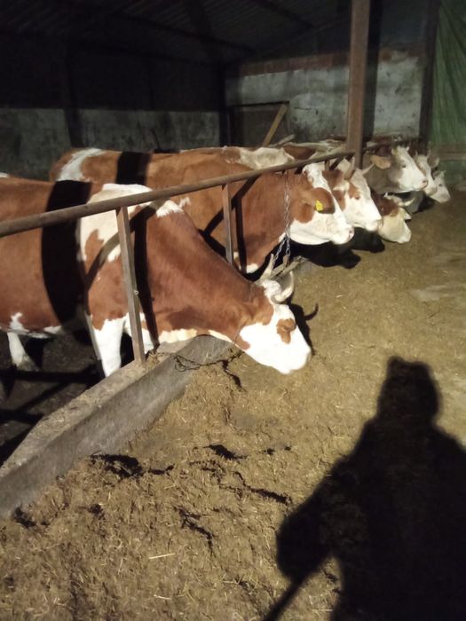 Vand 9  Vaci gestante