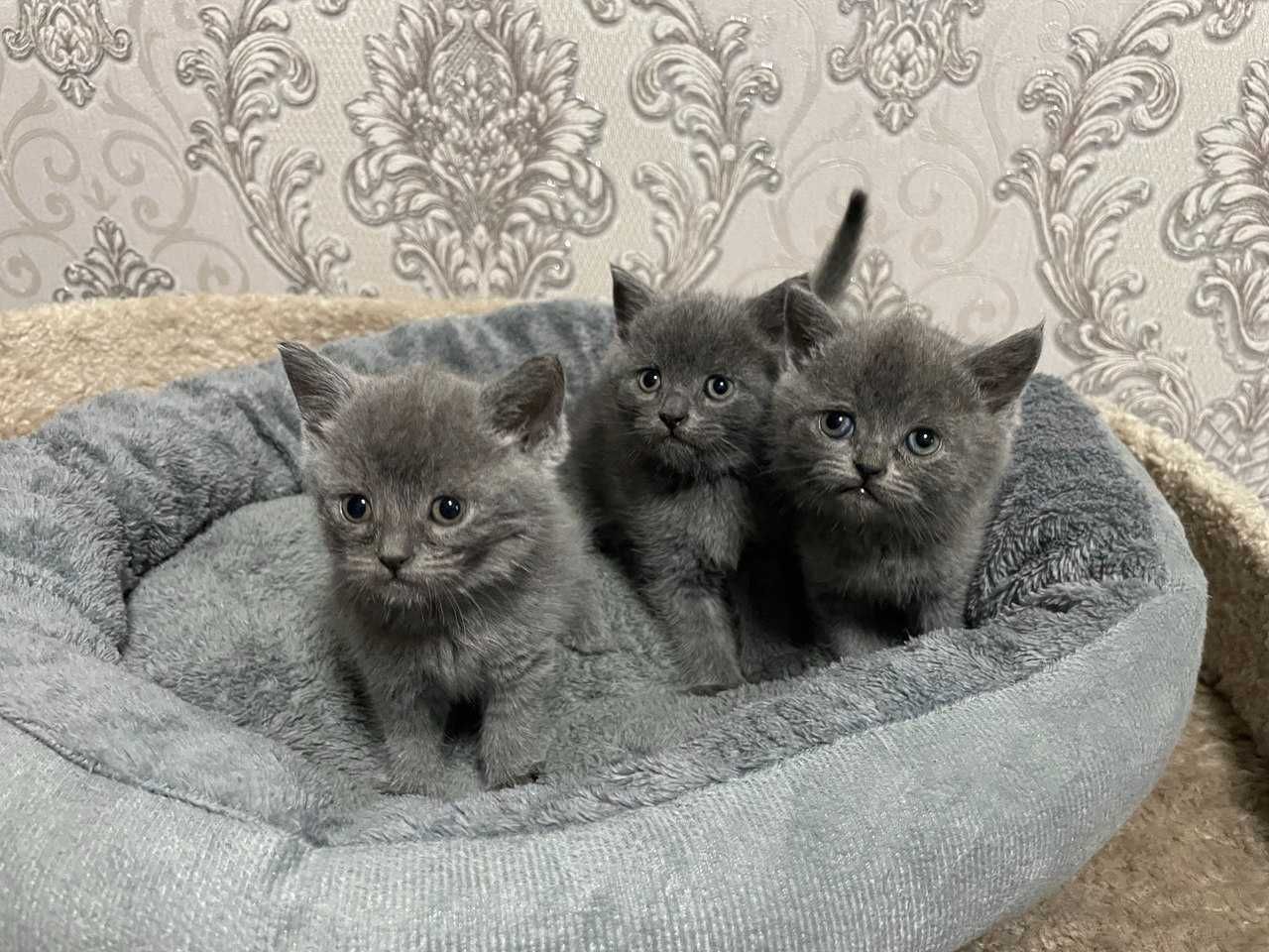 Продаются скотиш фолд страйт котята