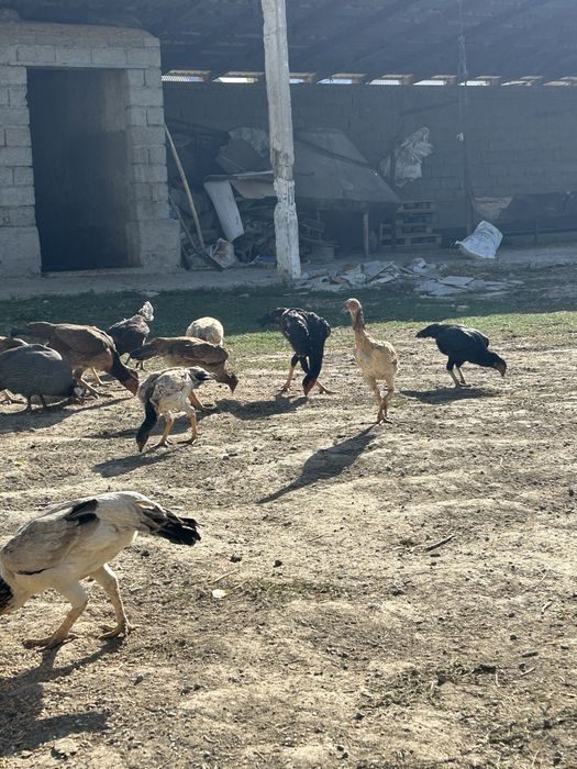 Бойцовский таза шөже қораздар және тауықтар сатылады шамо