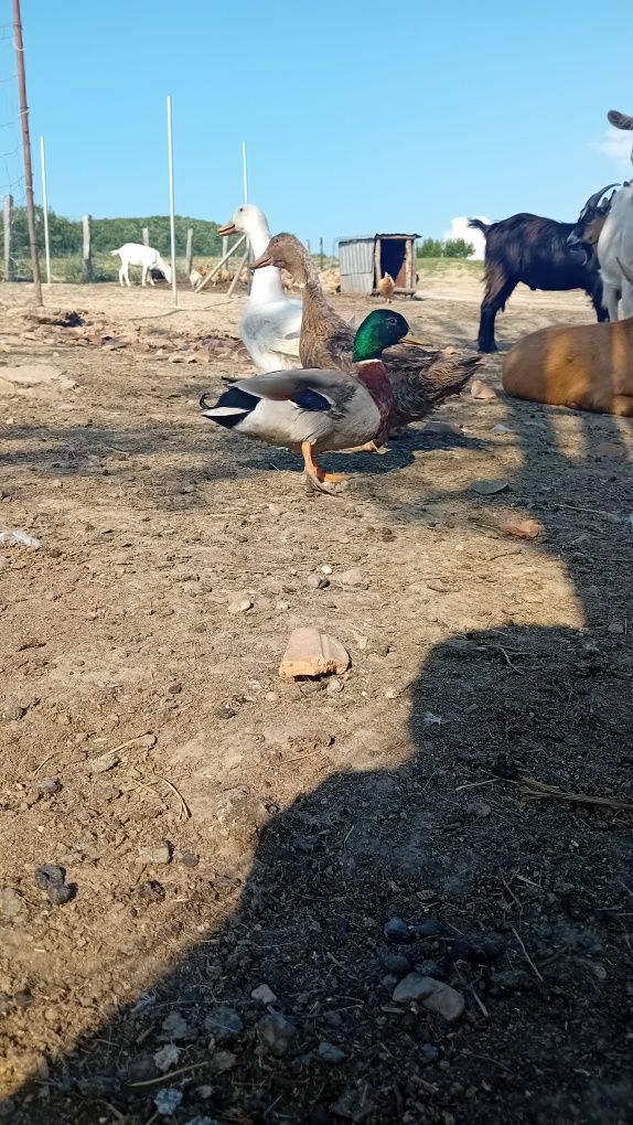 Rățoi salbatic operat