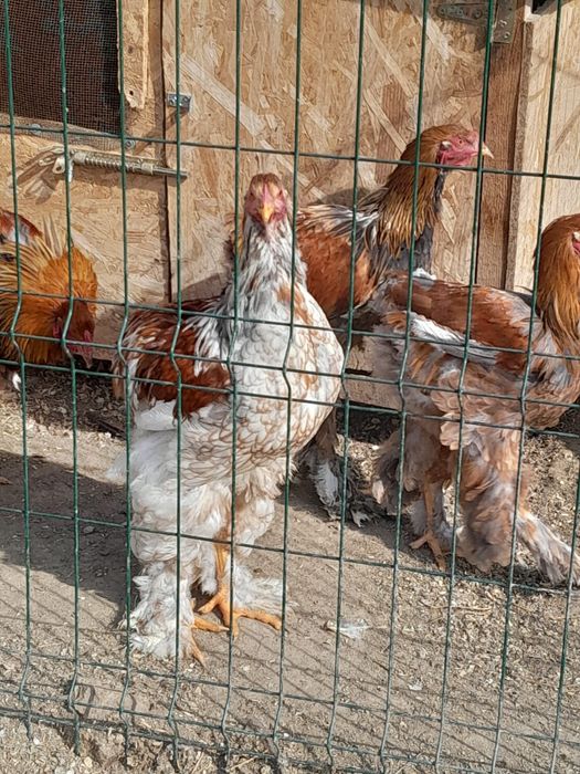 Vind pui brama portelan