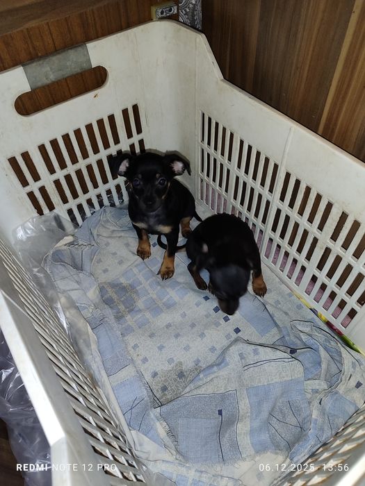 2 броя пинчери женски