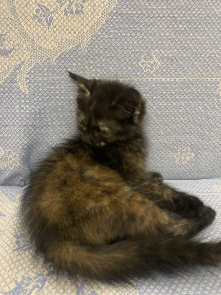 Котята скоттиш страйт 3 месяца
