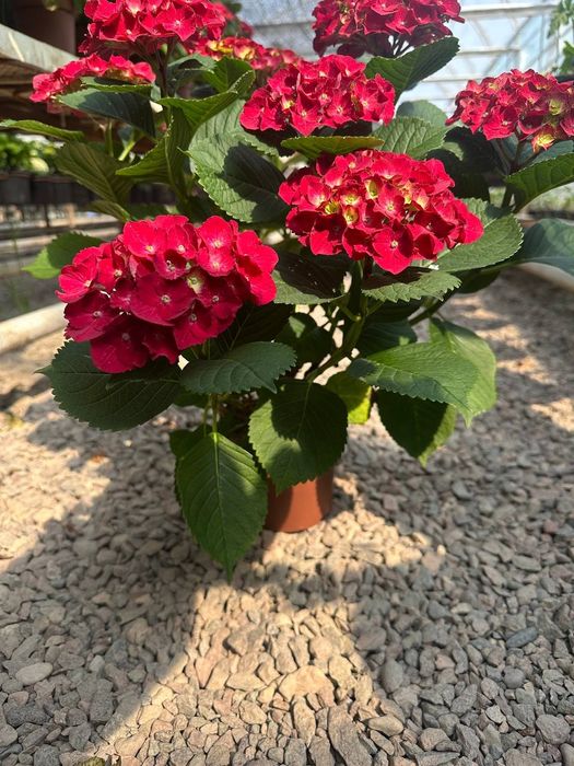 Продаем гортензии в горшках – напрямую с плантации! 

Ищете красивые