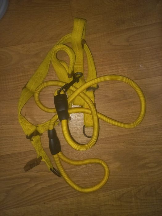 Поводок и ошейник для животных