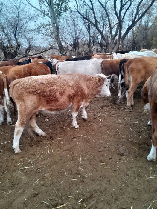 1.5 жасар бұқалар