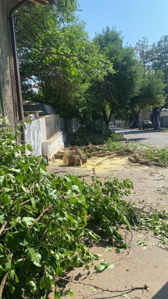 Tăiere/Toaletare Copacii/Intervenții Non stop