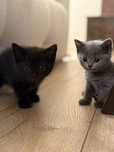 Pisici british shorthair