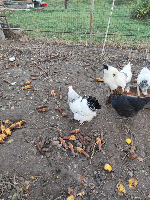 Cocosi și puicuțe disponibile