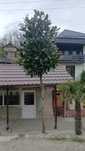 Magnolia grandiflora copac transport inclus