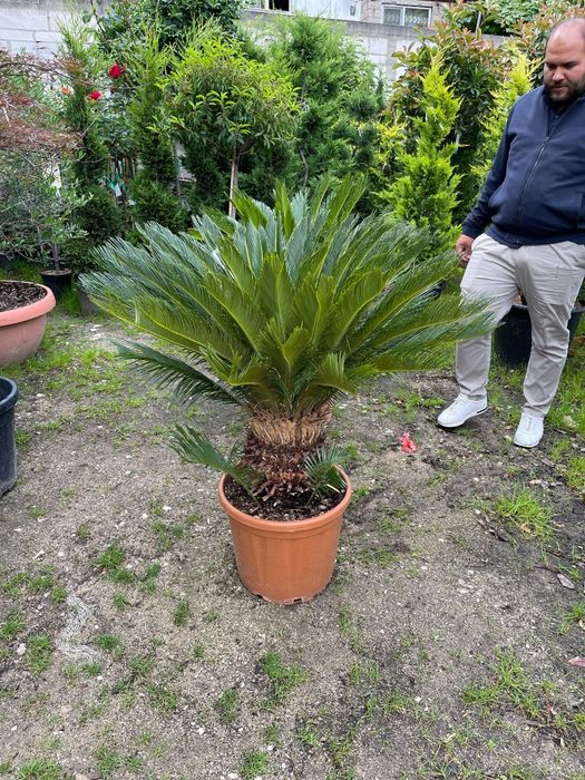 Palmierii trachicarpus Fortunei și cycas revolut