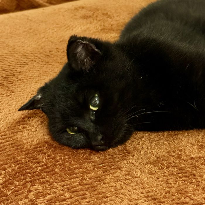 Кошка (4-5 мес) ищет дом