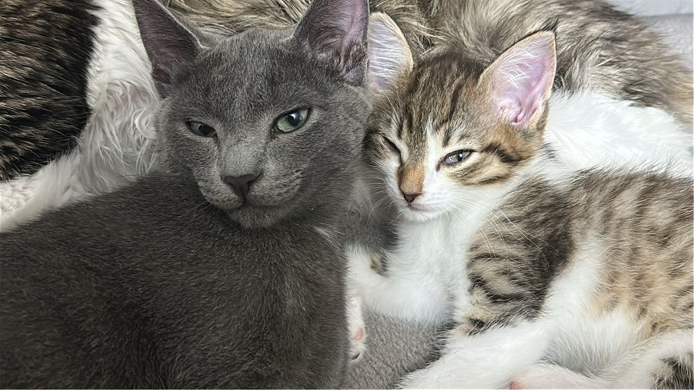 Отдам котят в добрые руки