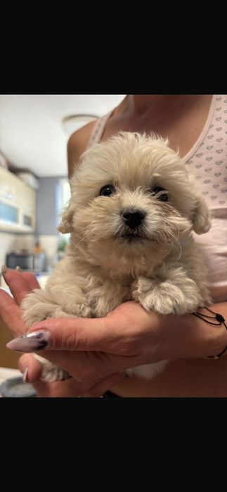 Vând bichon maltez 8săptămâni