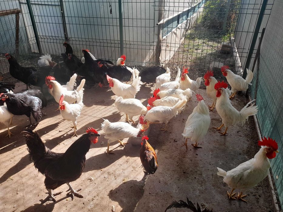 Vand cocosi leghorn si australorp 2025